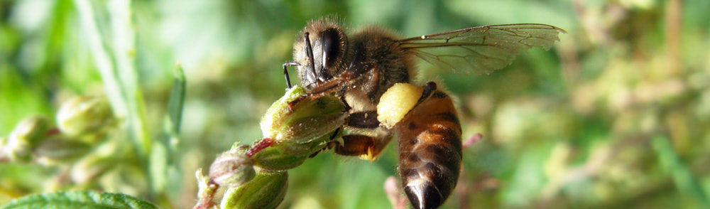 African Bee loading up with Cannabis pollen