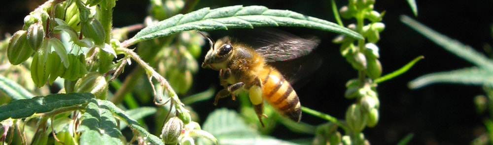 African Bee flying in to raid cannabis pollen sacks