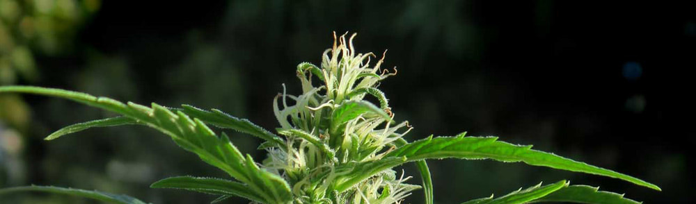 Stigmas on young cannabis sativa flower